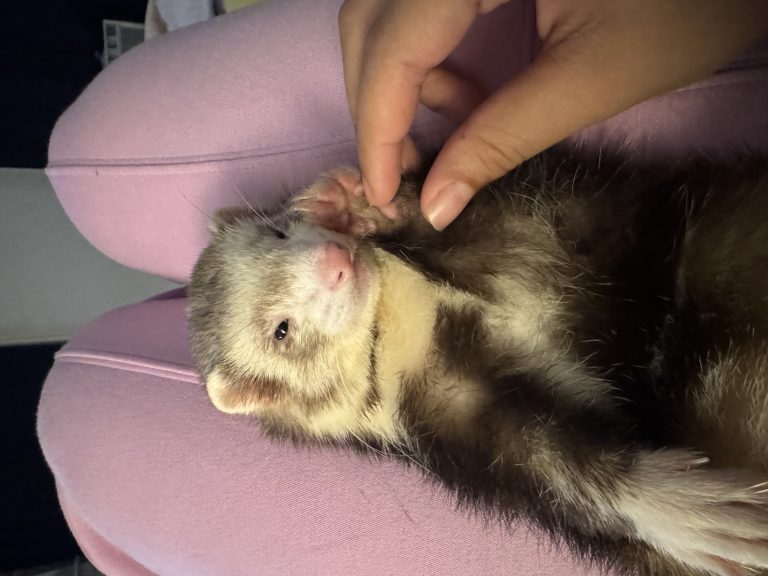 Pancho, lost other, Ferret