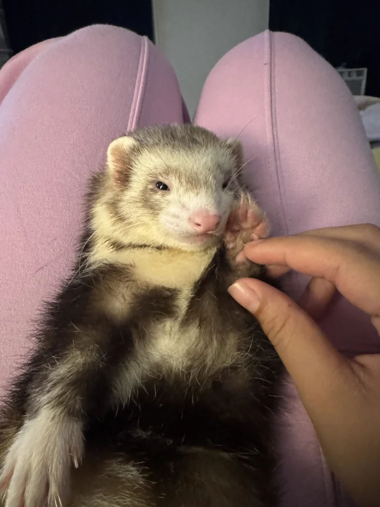 Pancho, lost other, Ferret