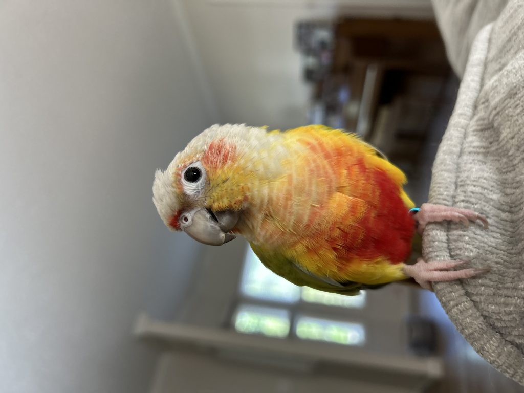 Kiwi, lost bird, Conure