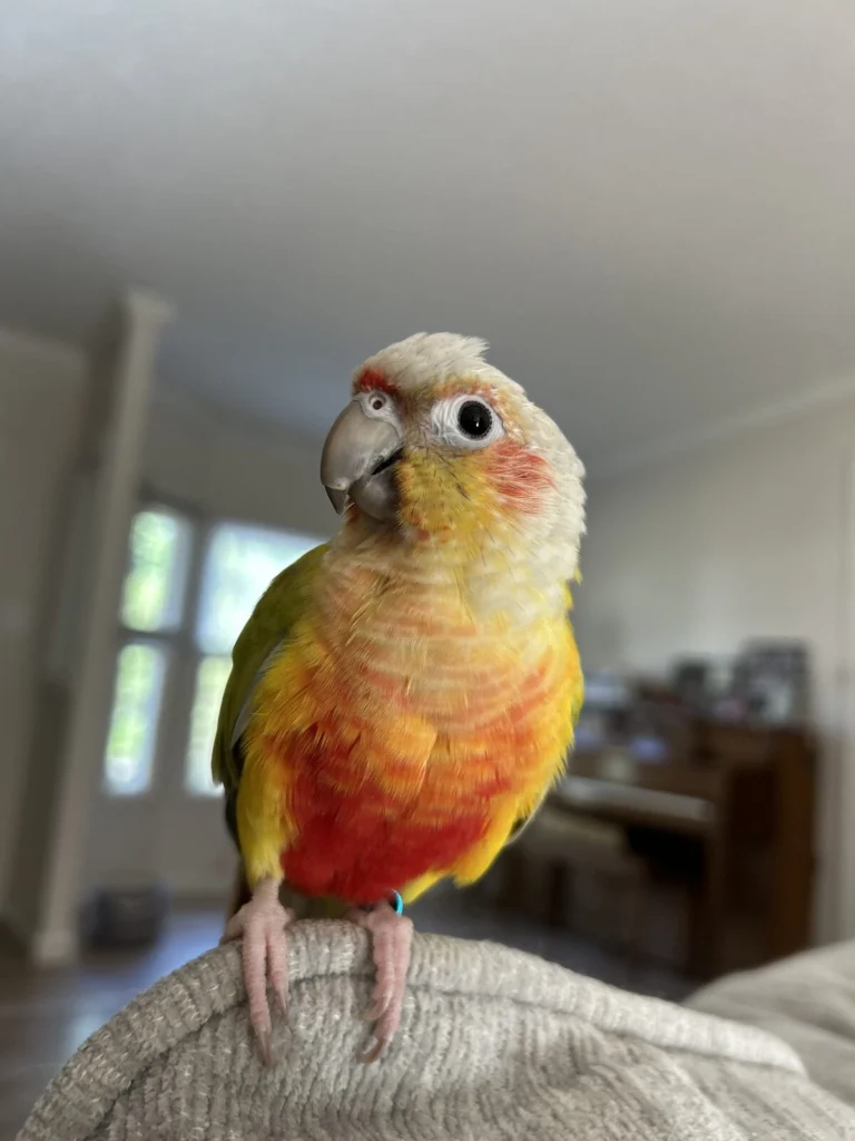Kiwi, lost bird, Conure