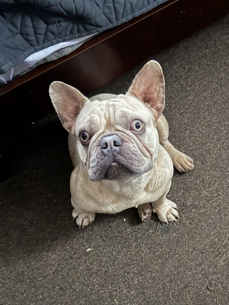 Mazapan, lost dog, Frenchie