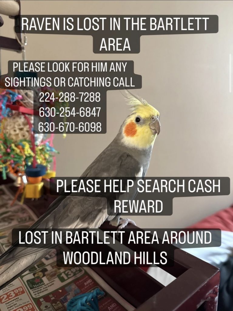 Raven, lost bird, Cockatiel