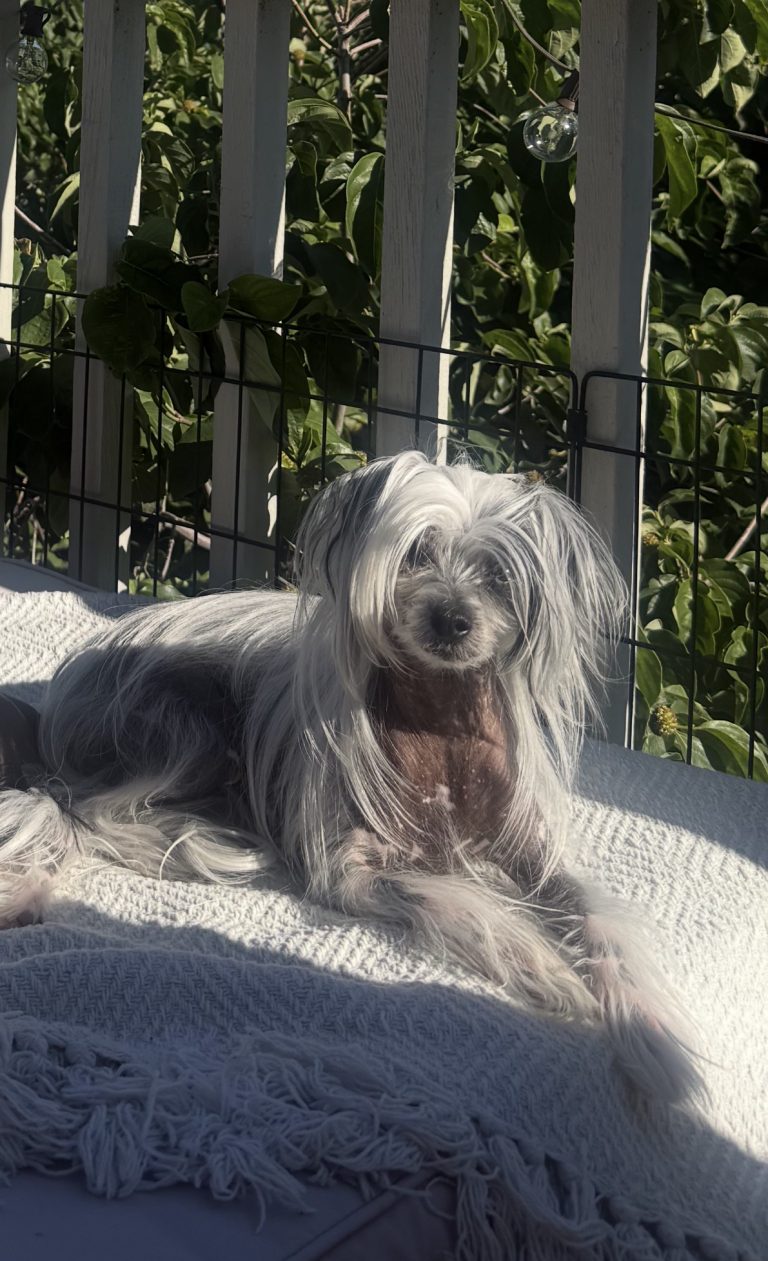 Piper, lost dog, Chinese crested