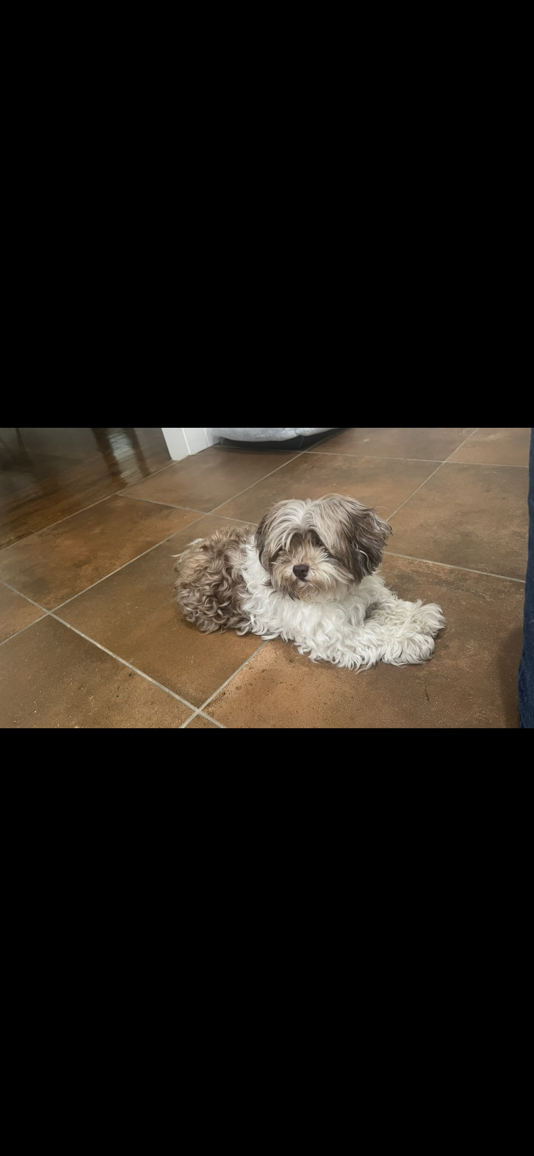 Lola, lost dog, Small