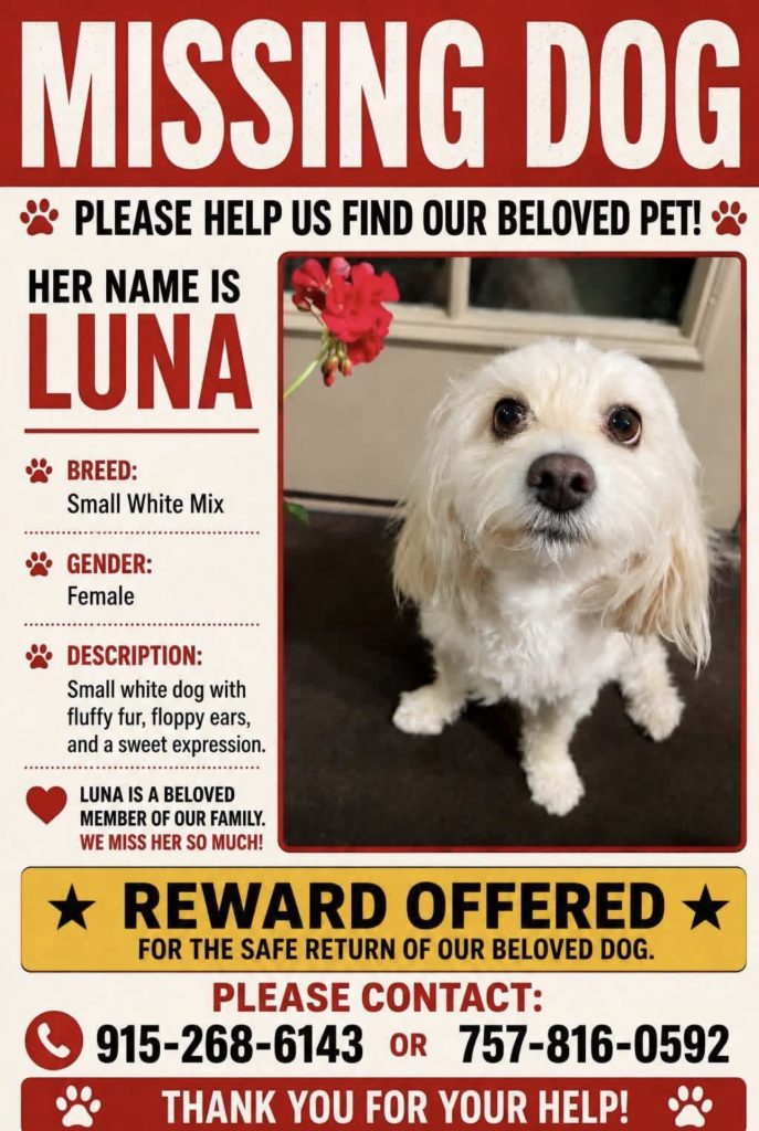 Luna, lost dog, Maltese
