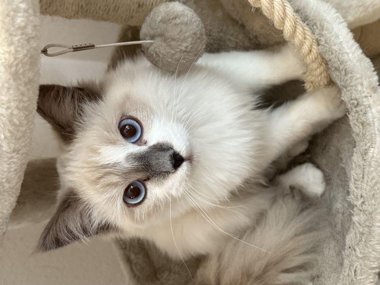 Princess, lost cat, White ragdoll