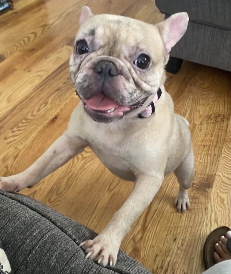 Rain, lost dog, French bulldog