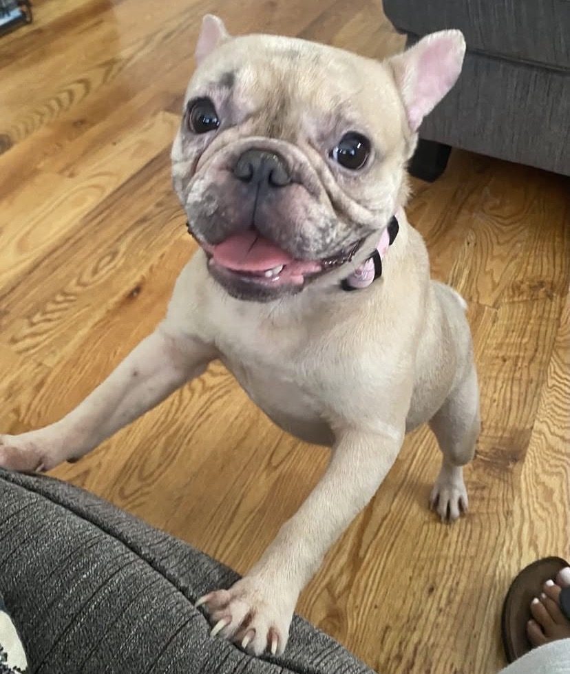 Rain, lost dog, French bulldog