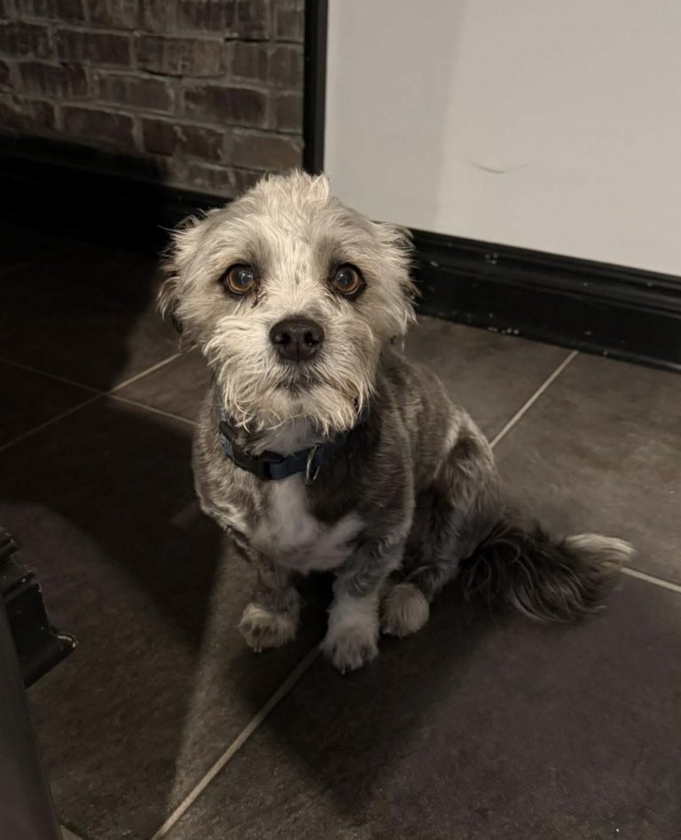 Oreo, lost dog, Terrier Mix