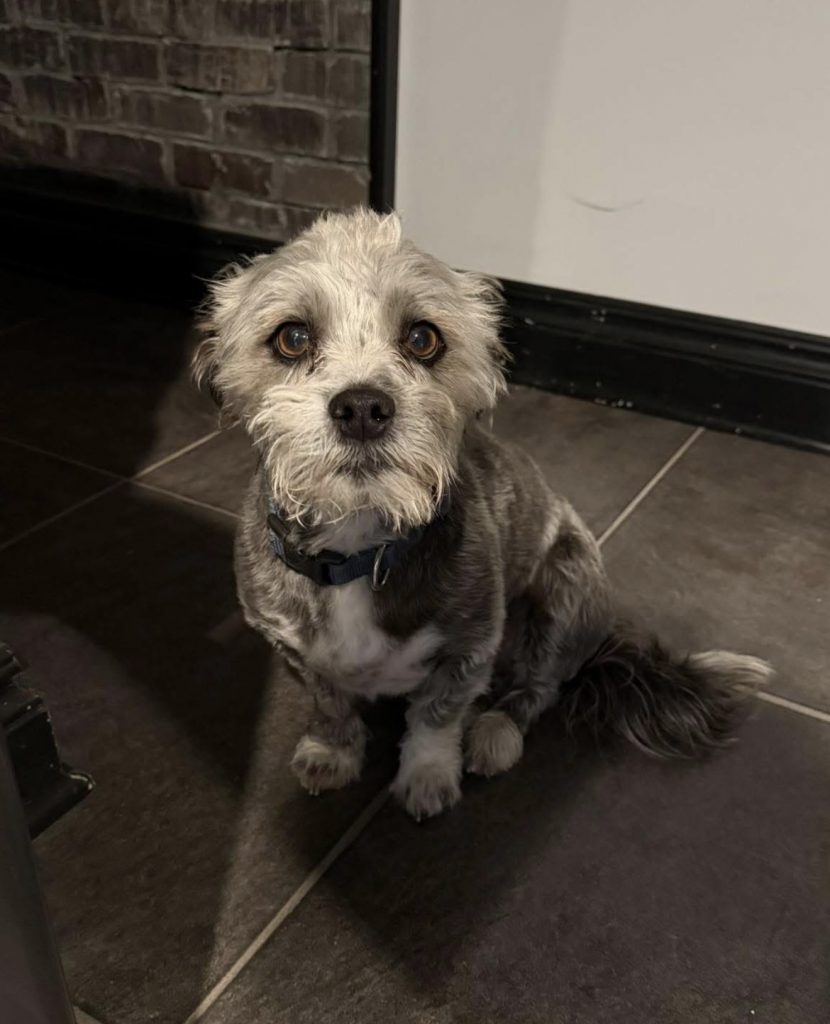 Oreo, lost dog, Terrier Mix