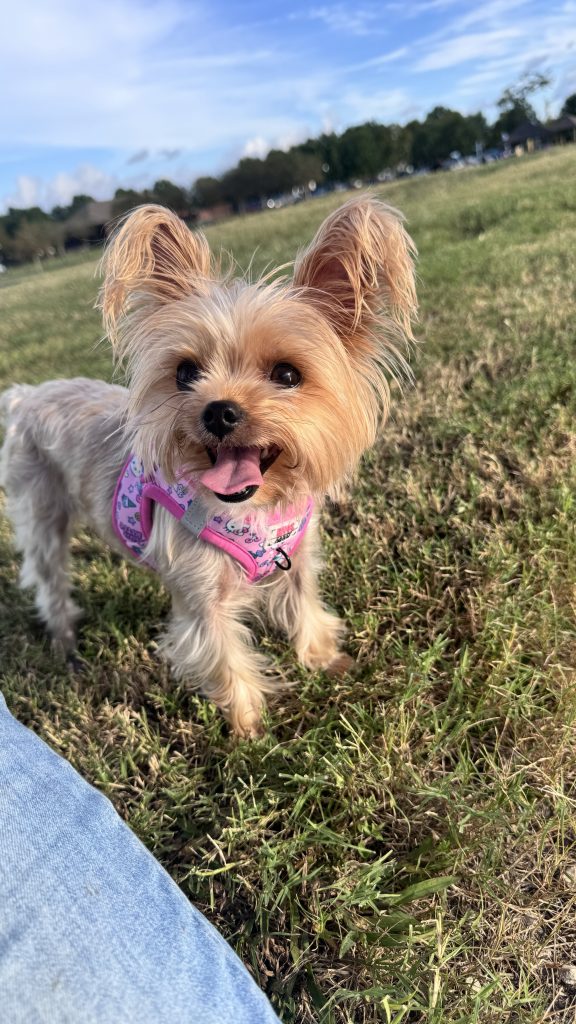 Spell, lost dog, Yorkie