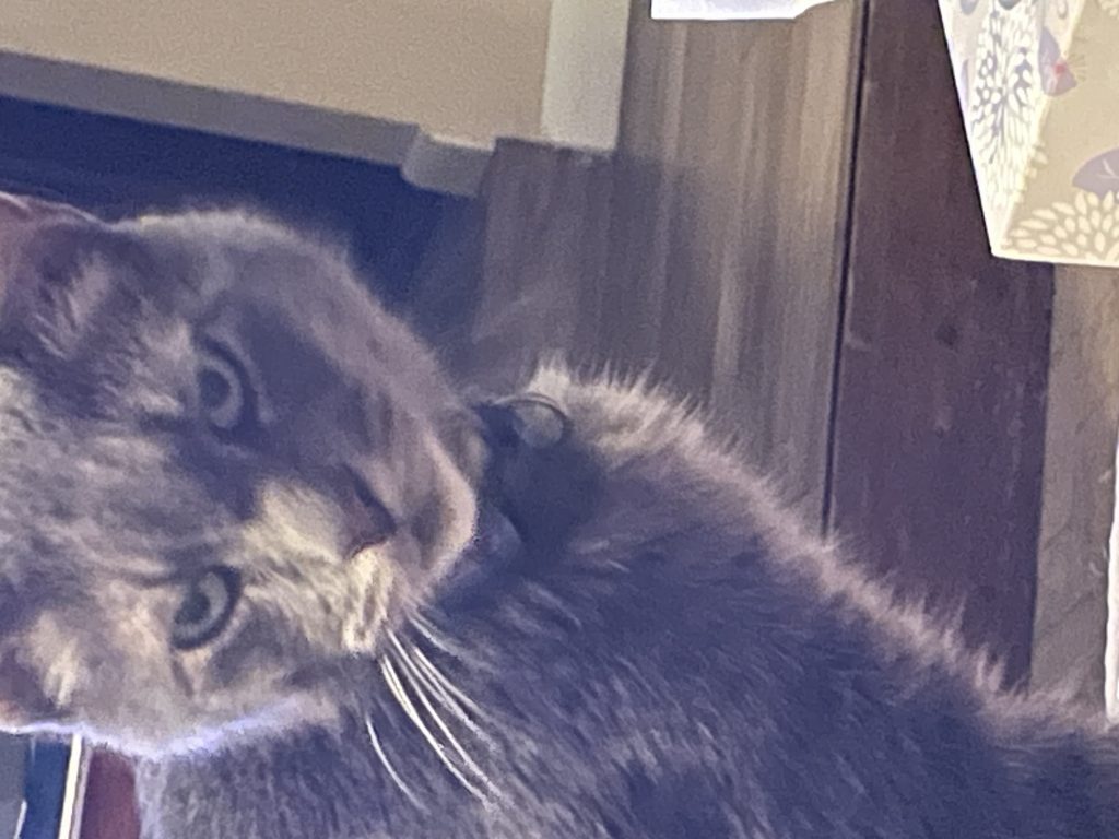 Boo, lost cat, Gray tabby