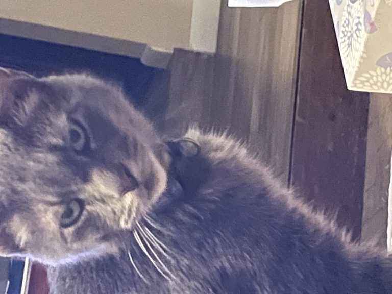 Boo, lost cat, Gray tabby