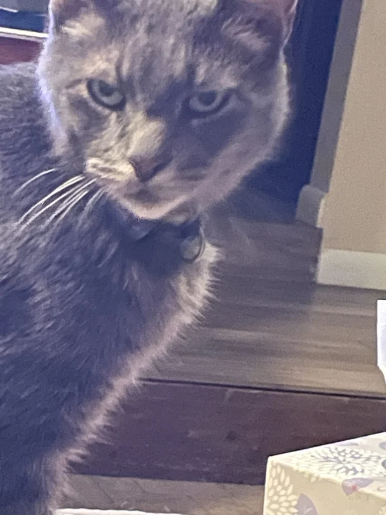 Boo, lost cat, Gray tabby