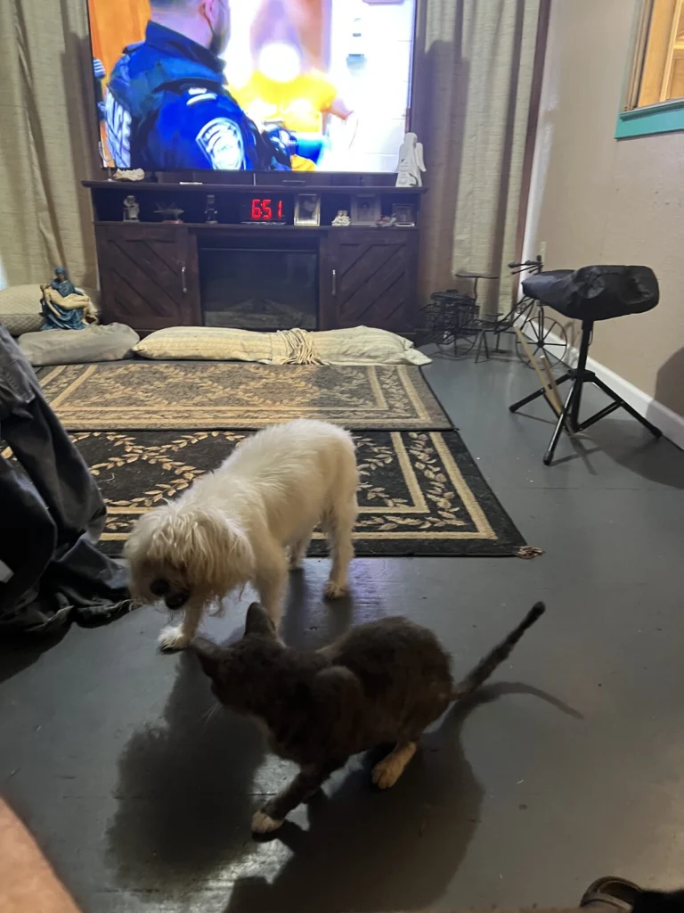 Big Boy Stray, lost dog, Malteese