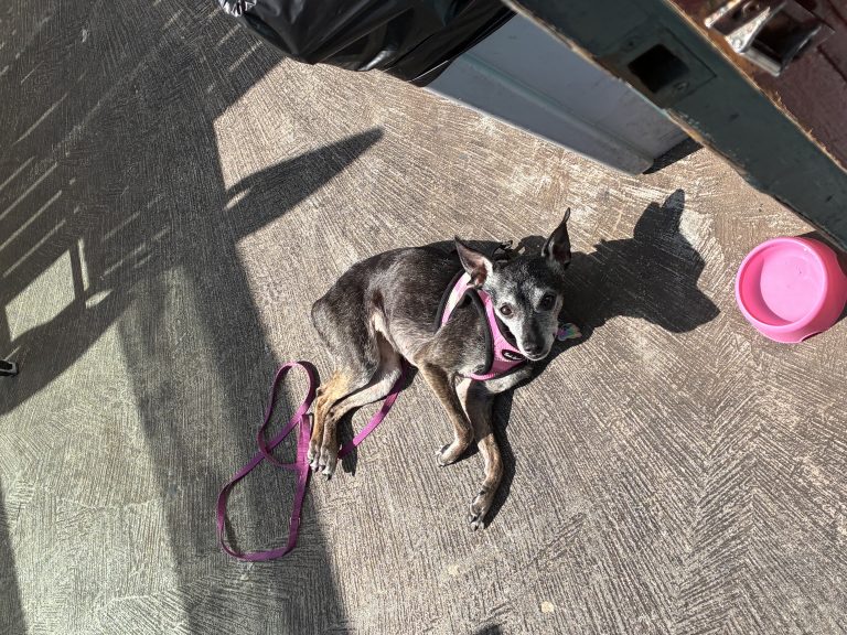 Rockie Bella, lost dog, Chihuahua Italian greyhound mix