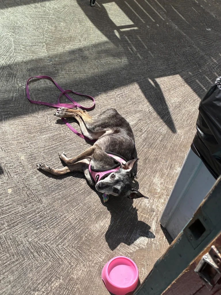 Rockie Bella, lost dog, Chihuahua Italian greyhound mix