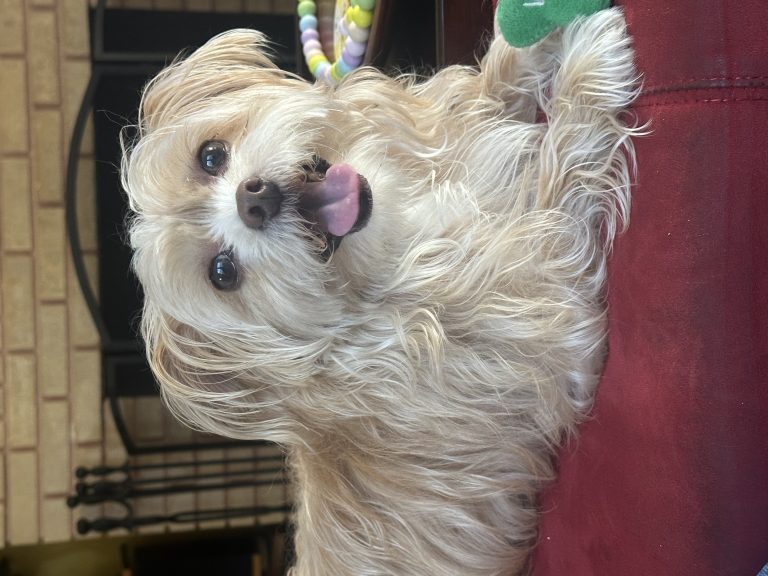 Hendrix, lost dog, Yorkshire Terrier mix