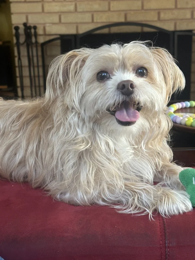 Hendrix, lost dog, Yorkshire Terrier mix