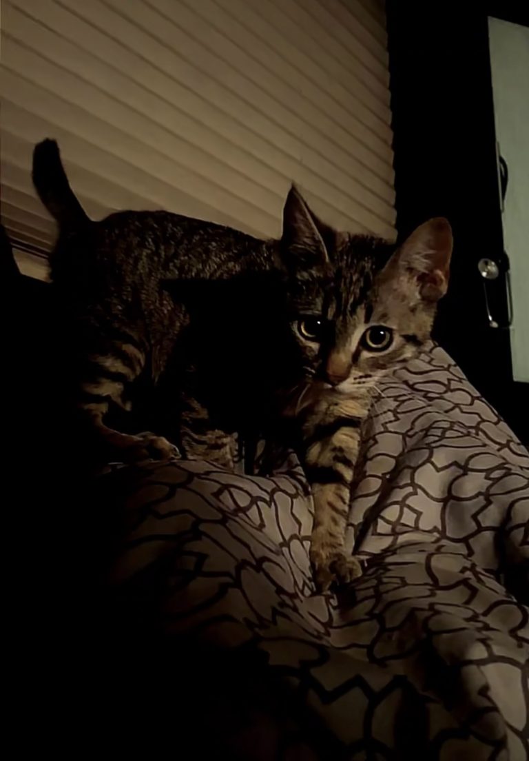 Lucy, lost cat, Tabby