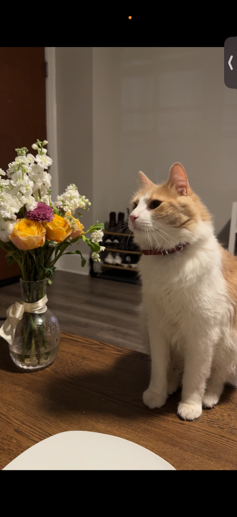Msh Msh, lost cat, Domestic Medium Hair
