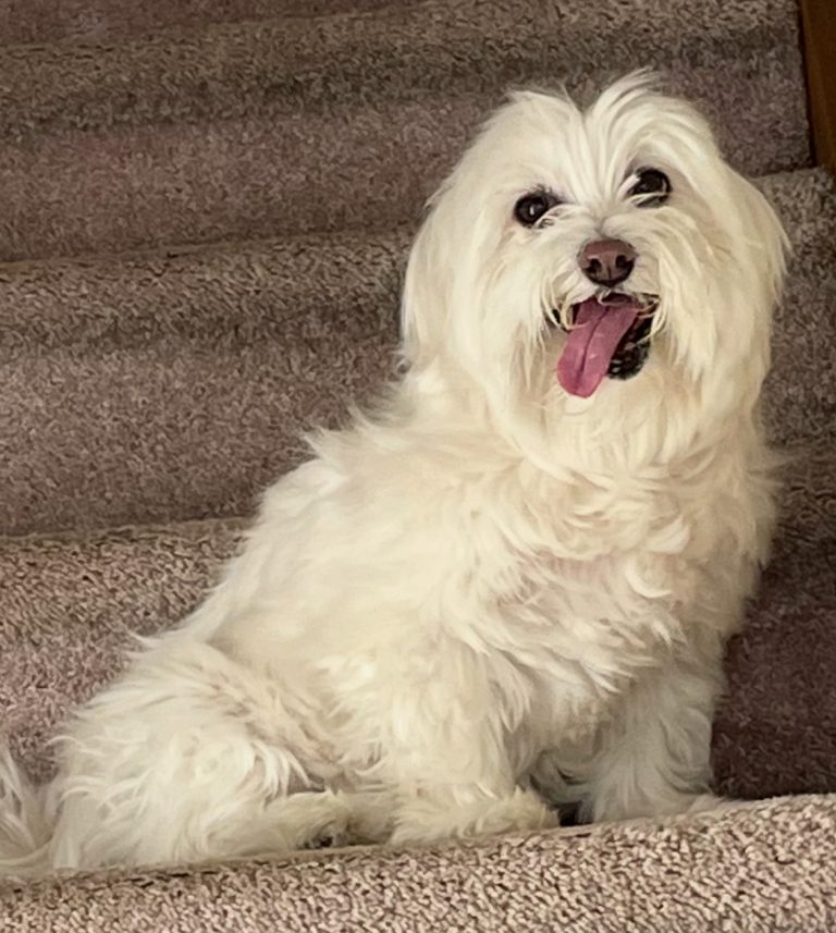 Flaflaf Or Lili, lost dog, Havanese