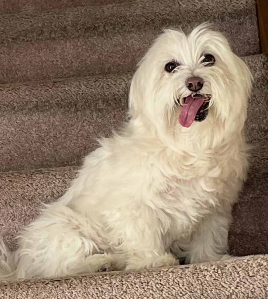 Flaflaf Or Lili, lost dog, Havanese
