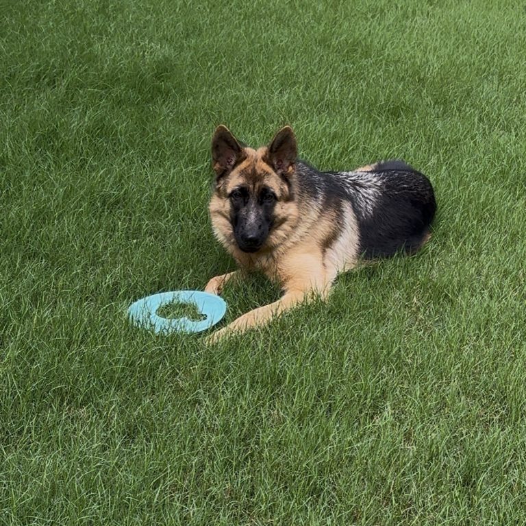Honey, lost dog, German shepherd