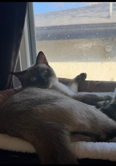 Percy, lost cat, Siamese