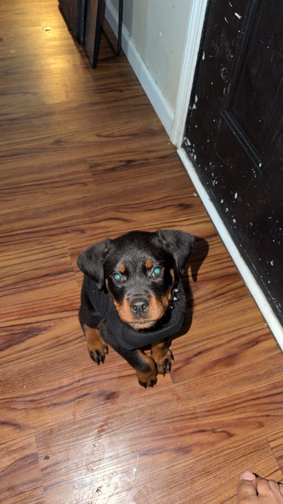 Rocko, lost dog, German