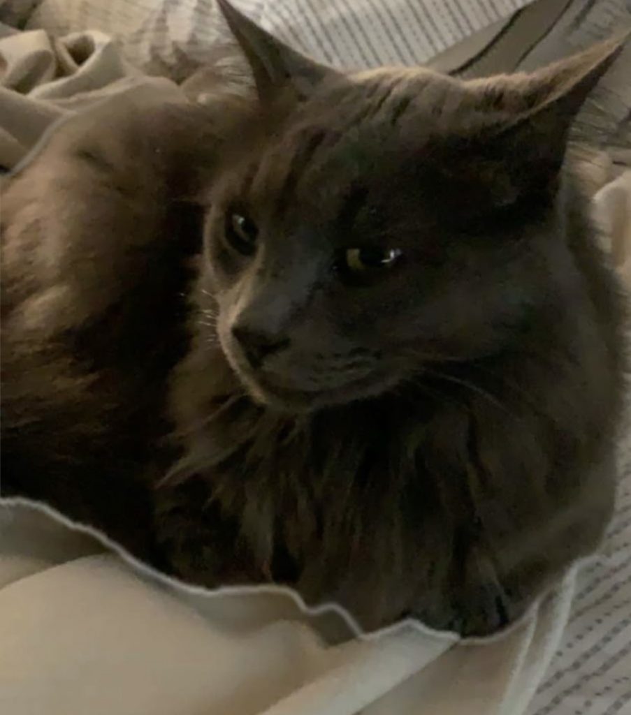 Smokie, lost cat, Nebelung