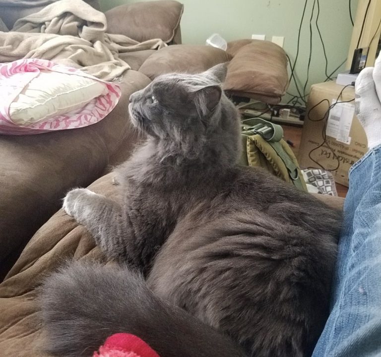 Smokie, lost cat, Nebelung