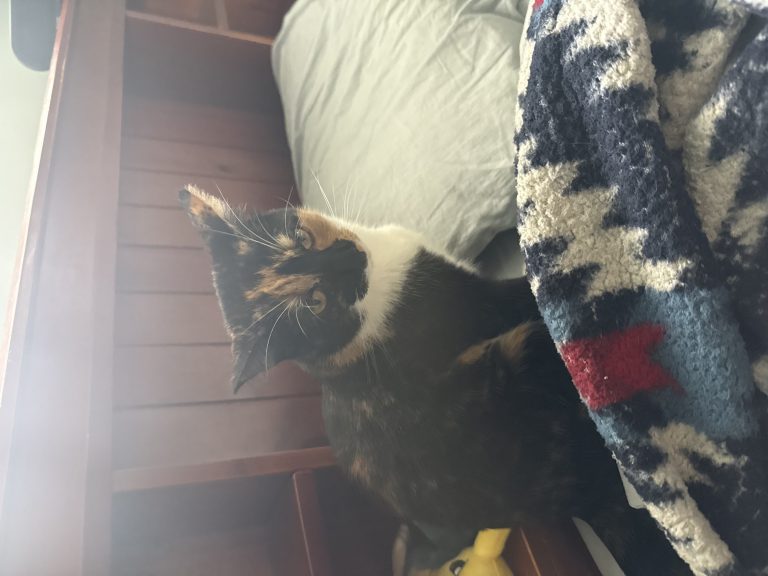 Mocha, lost cat, Calico