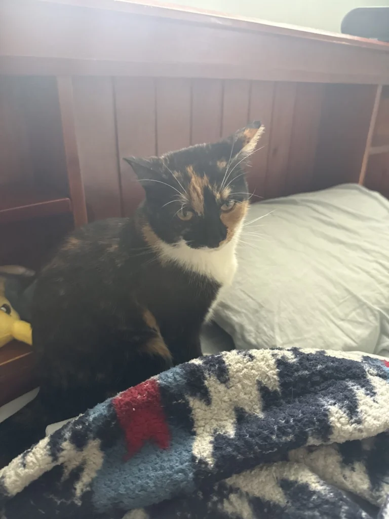 Mocha, lost cat, Calico