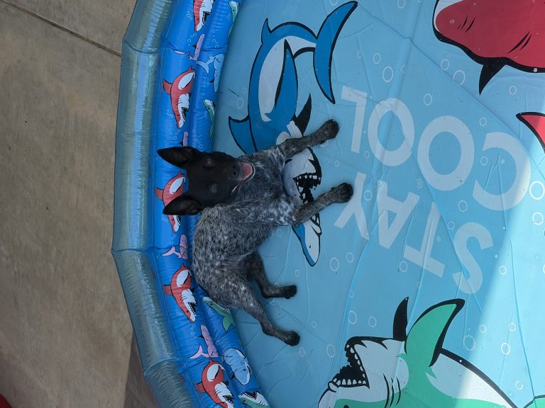 Opie, lost dog, Mini blue heeler
