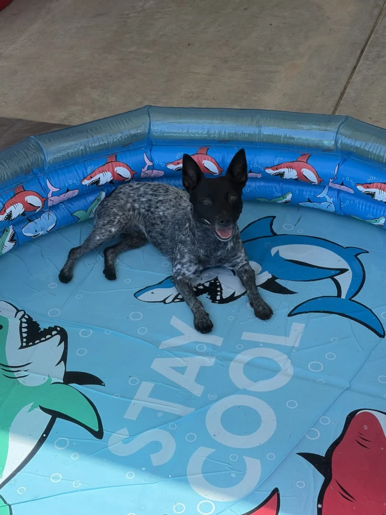 Opie, lost dog, Mini blue heeler