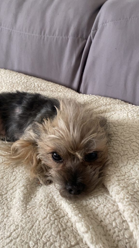 Vixie, lost dog, Yorkie