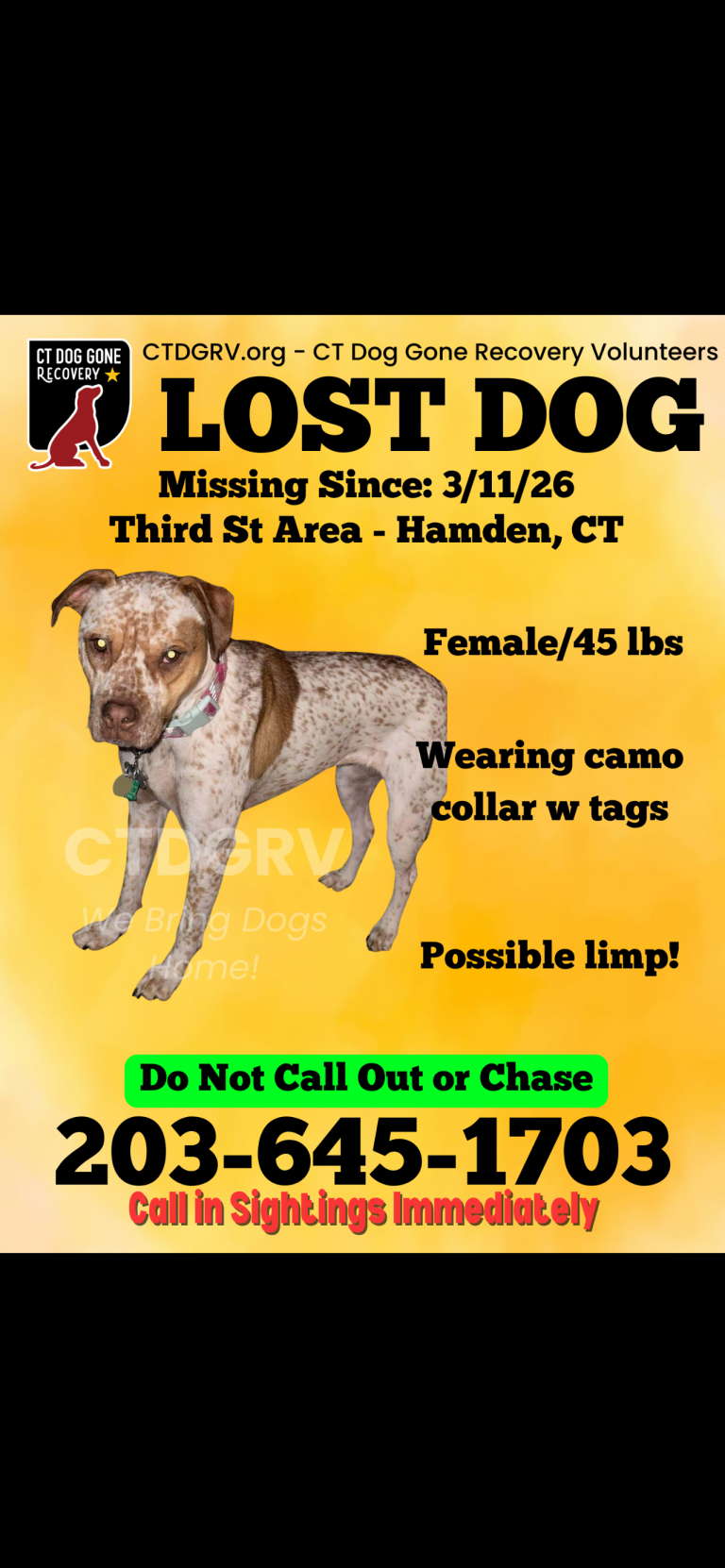 Piper, lost dog, Carla- pit ul