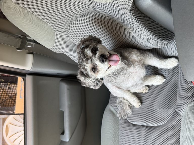 Bobby, lost dog, French poodle