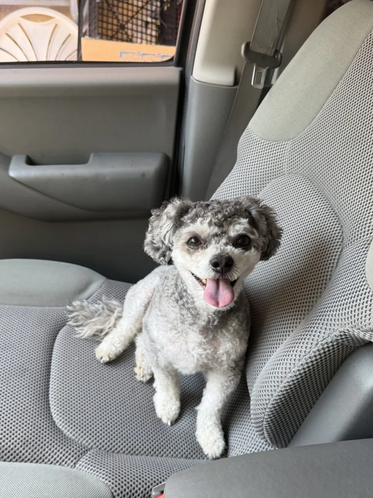 Bobby, lost dog, French poodle