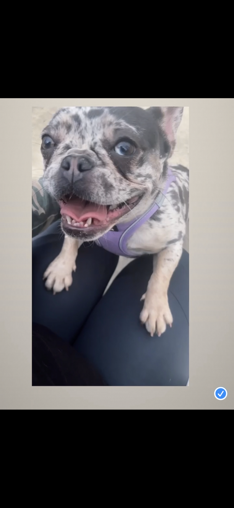 Marble, lost dog, Merle French Bulldog