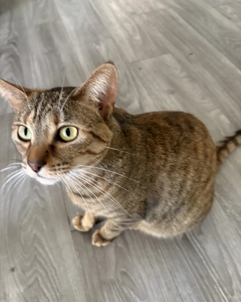 Pudding, lost cat, Domestic Shorthair