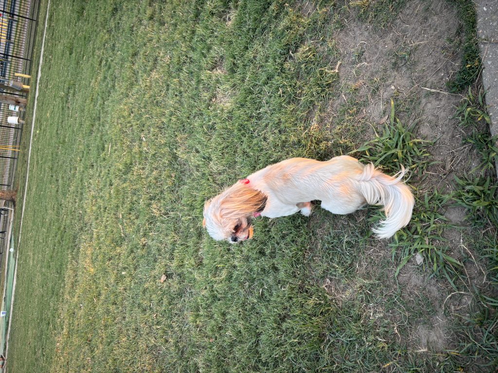 Darla, lost dog, Shih Tzu