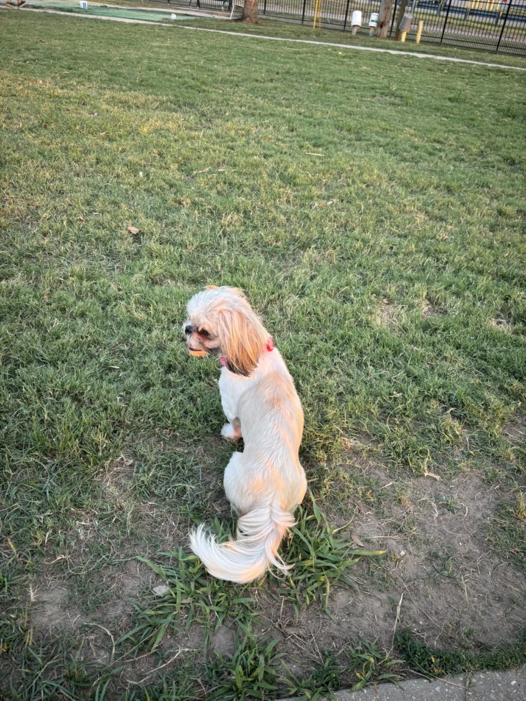 Darla, lost dog, Shih Tzu