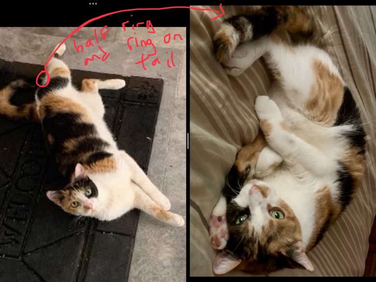 Jazzie, lost cat, Calico