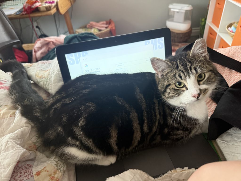 Goopy, lost cat, American Wirehair