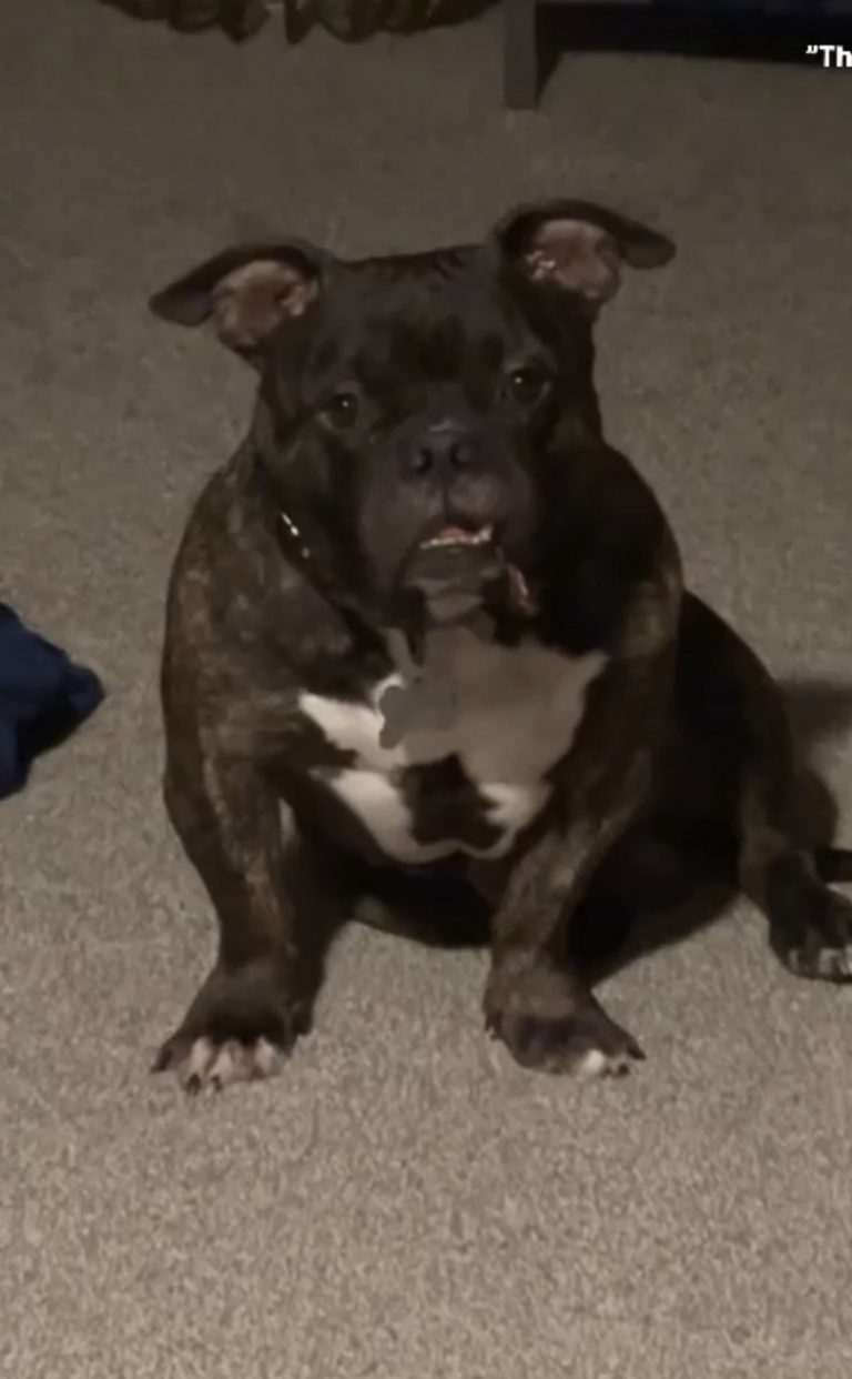 Latto, lost dog, American Bully