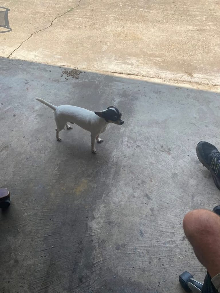 Peewee, lost dog, Mixed