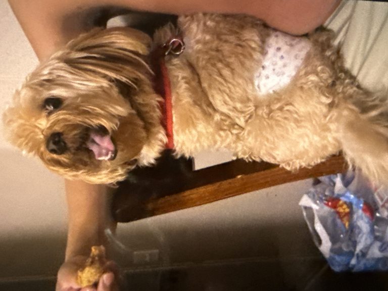 Jack, lost dog, Havanese