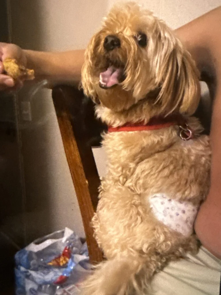 Jack, lost dog, Havanese
